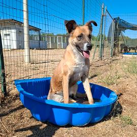 PITA una cucciolona adorabile in adozione