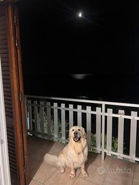 Golden retriever disponibile per la monta