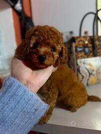 Barboncina piccola nana