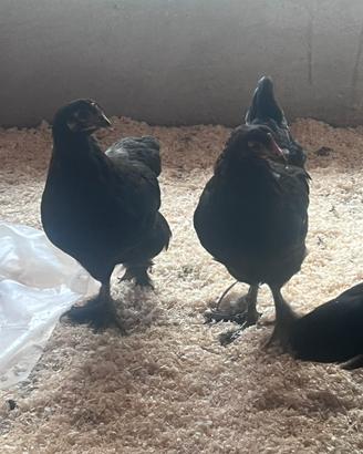 Gruppo Galline marans giovani