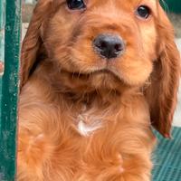 Cocker spaniel inglese