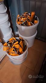 Fasce a Cricchetto per furgoni e Camion (24 pz.)