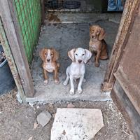Cucciolo di segugio maremmano/breton