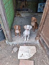 Cucciolo di segugio maremmano/breton