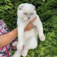 Scottish fold