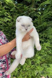 Scottish fold