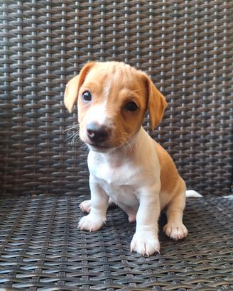 cuccioli jack russel 