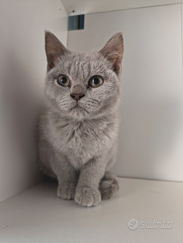 Scottish straight e fold