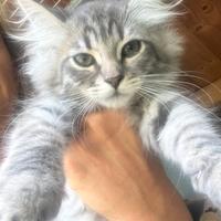 Gattini siberiani Allevamento ANFI