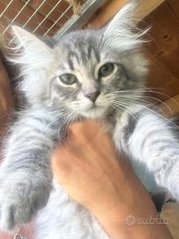 Gattini siberiani Allevamento ANFI