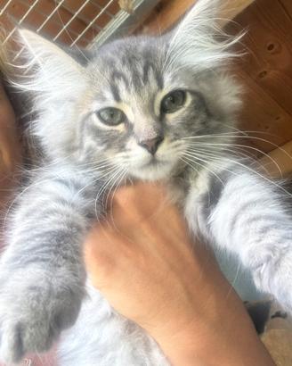 Gattini siberiani Allevamento ANFI