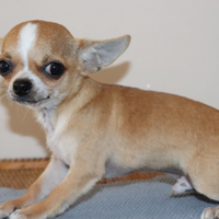 Chihuahua