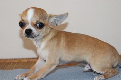 Chihuahua