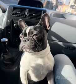Bulldog francese