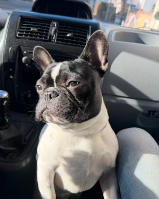 Bulldog francese