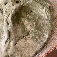 Pietre pietra con fossili conchiglia e corallo