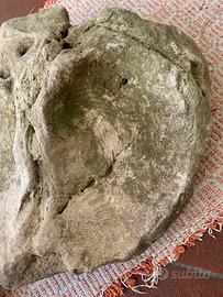 Pietre pietra con fossili conchiglia e corallo