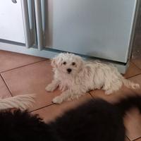 Maltipoo/barboncino/maltese