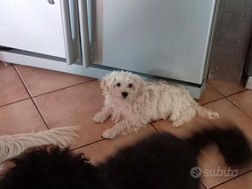Maltipoo/barboncino/maltese