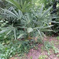 palme da giardino 