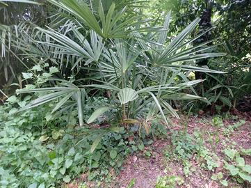 palme da giardino 