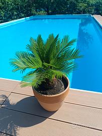 cycas cicas revoluta