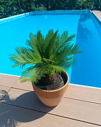 cycas cicas revoluta