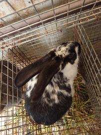 Papillon x Argentato di Champagne