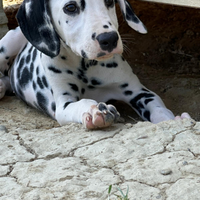 Dalmata con pedigree