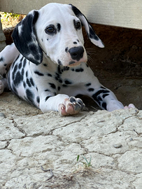 Dalmata con pedigree