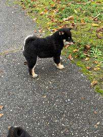 Shiba Inu nero con il Pedigree Italiano