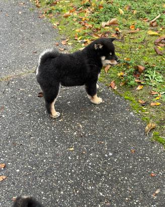 Shiba Inu nero con il Pedigree Italiano