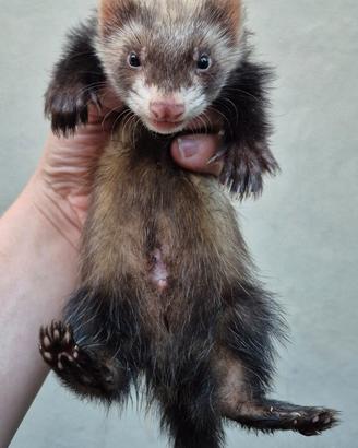 Furetti