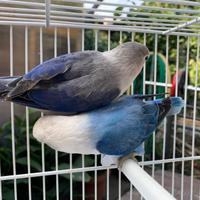 Coppie Fischer e Personata