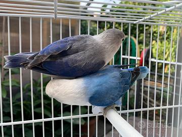 Coppie Fischer e Personata