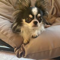Chihuahua accoppiamento