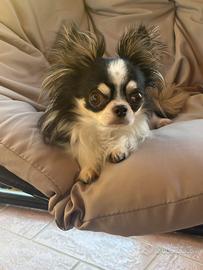 Chihuahua accoppiamento