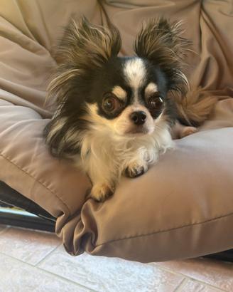 Chihuahua accoppiamento
