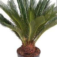 cicas palma vaso Cycas