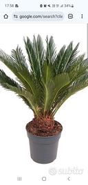 cicas palma vaso Cycas
