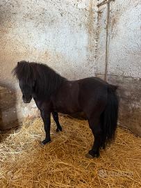 Pony