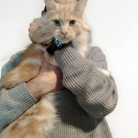 Rehoming Maine coon Femmina