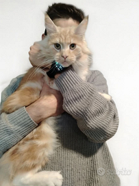 Rehoming Maine coon Femmina