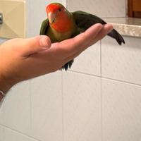 Inseparabile docile e affettuoso