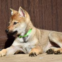 Cuccioli di cane lupo cecoslovacco