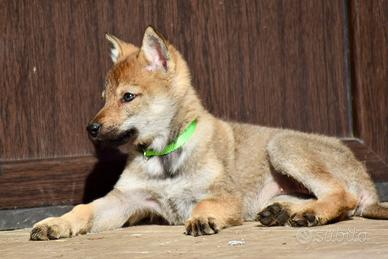 Cuccioli di cane lupo cecoslovacco