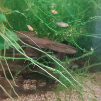 Pesciolini gialli tropicali