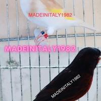 Anelli anellini zampe cardellini canarini zampa