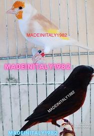 Anelli anellini zampe cardellini canarini zampa