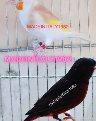 Anelli anellini zampe cardellini canarini zampa